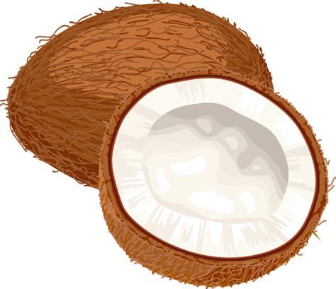 bao ng niyog drawing|Coconut .